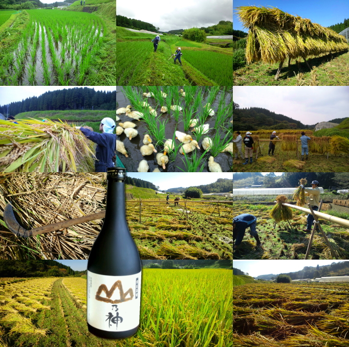 米焼酎山の神誕生 米焼酎山の神誕生